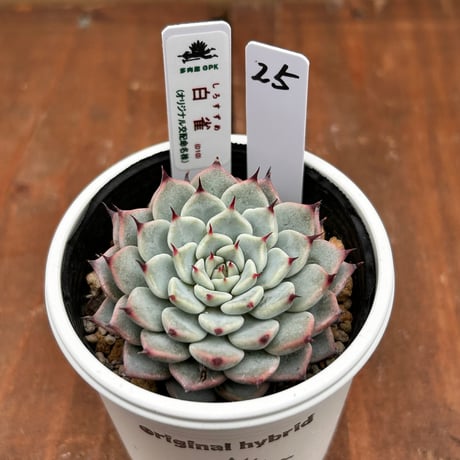 多肉屋GPK命名株 NO２５