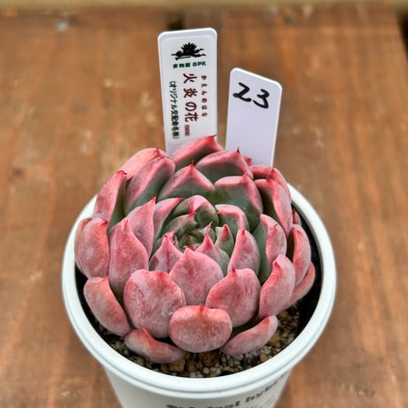 多肉屋GPK命名株 ＮＯ２３