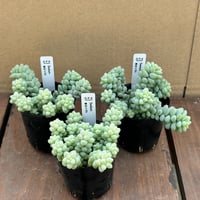 セダム 新玉つずり
