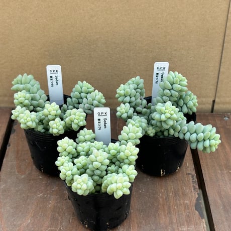 セダム 新玉つずり