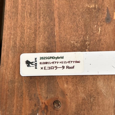 多肉屋ＧＰＫ  オリジナルhyb  NO２７