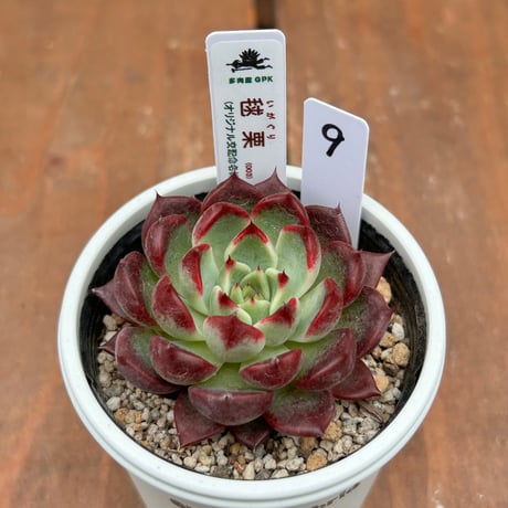 多肉屋GPK命名株 NO９