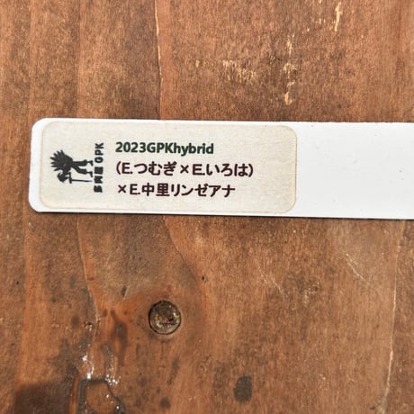 多肉屋ＧＰＫ  オリジナルhyb  NO３８