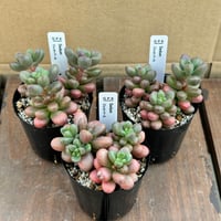 セダム ジェットバース