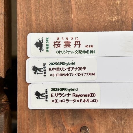 多肉屋GPK命名株セット NO２