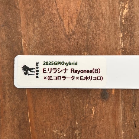 多肉屋ＧＰＫ  オリジナルhyb  ＮＯ３