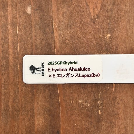 多肉屋ＧＰＫ  オリジナルhyb  NO１７