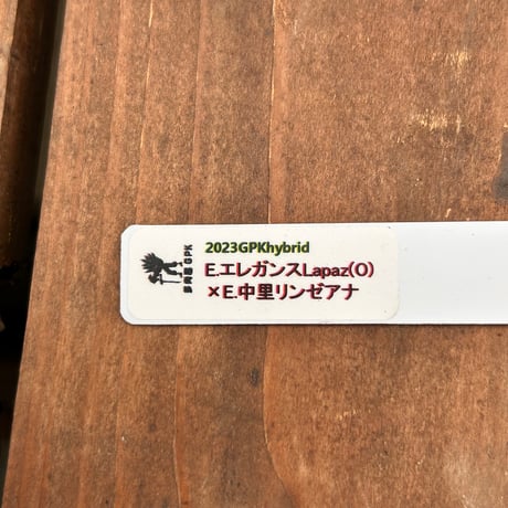 多肉屋ＧＰＫ  オリジナルhyb  NO４２