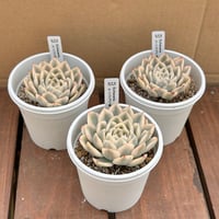 エケベリア ムーンフェアリー錦