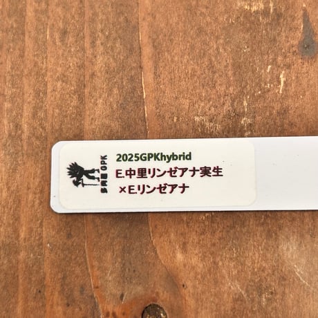 多肉屋ＧＰＫ  オリジナルhyb  NO２１