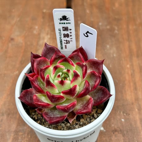 多肉屋GPK命名株 NO5