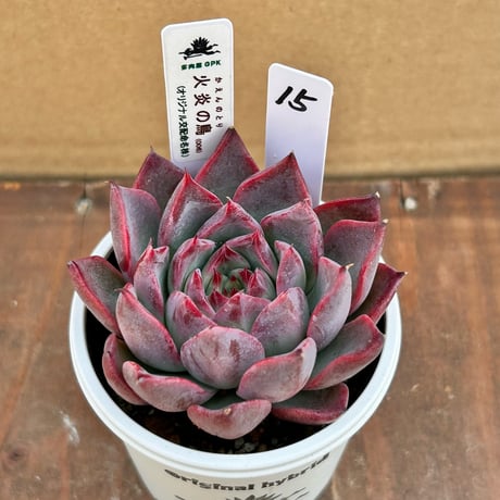 多肉屋GPK命名株 NO１5