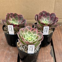 アエオニウム レンファ