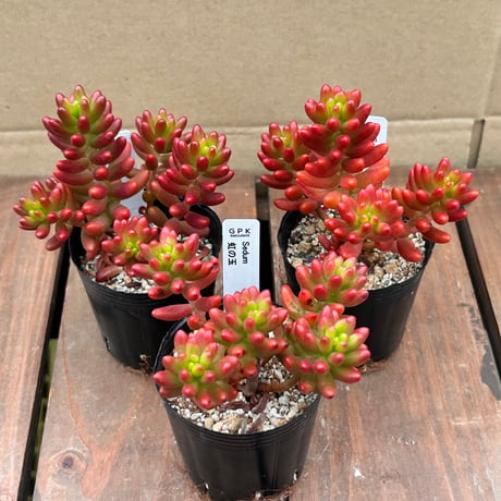 セダム　虹の玉