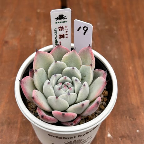 多肉屋GPK命名株 NO１9