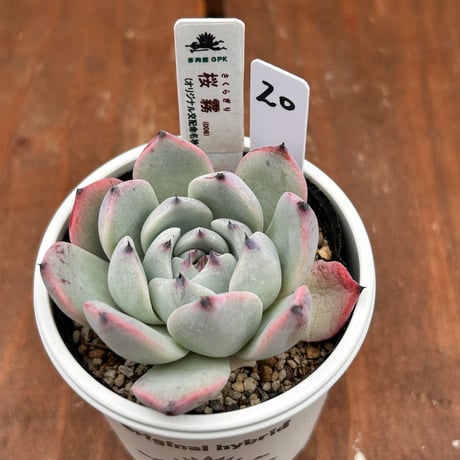 多肉屋GPK命名株 NO20