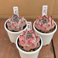 エケベリア 桃太郎