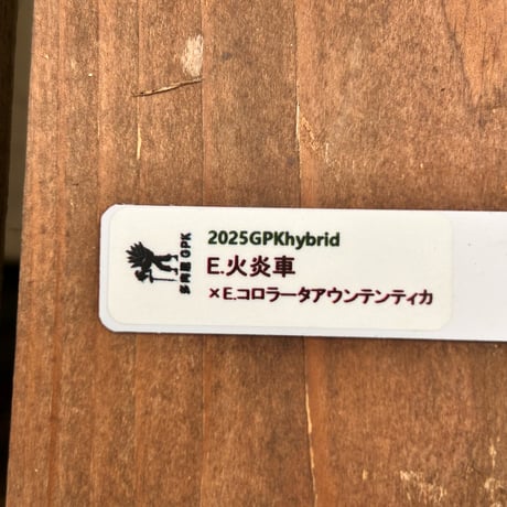多肉屋ＧＰＫ  オリジナルhyb  NO１３