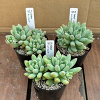 セダム スノージェイド