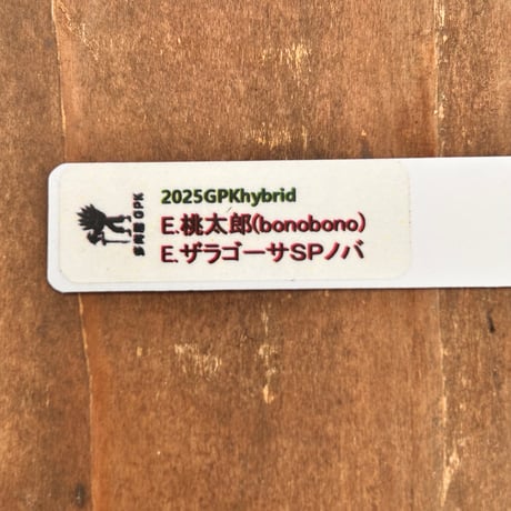 多肉屋ＧＰＫ  オリジナルhyb  ＮＯ２
