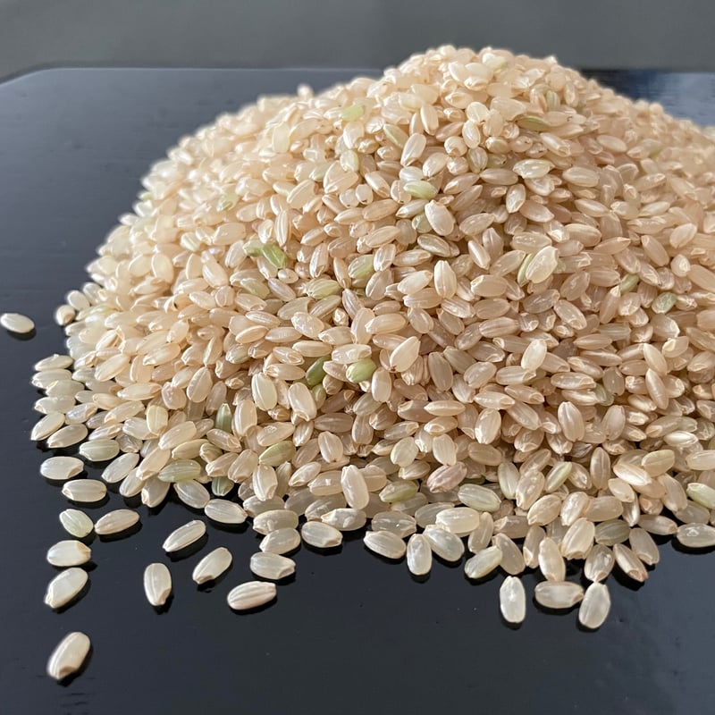 新米・令和8年産】自然栽培コシヒカリ・玄米（10kg）【栽培期間中