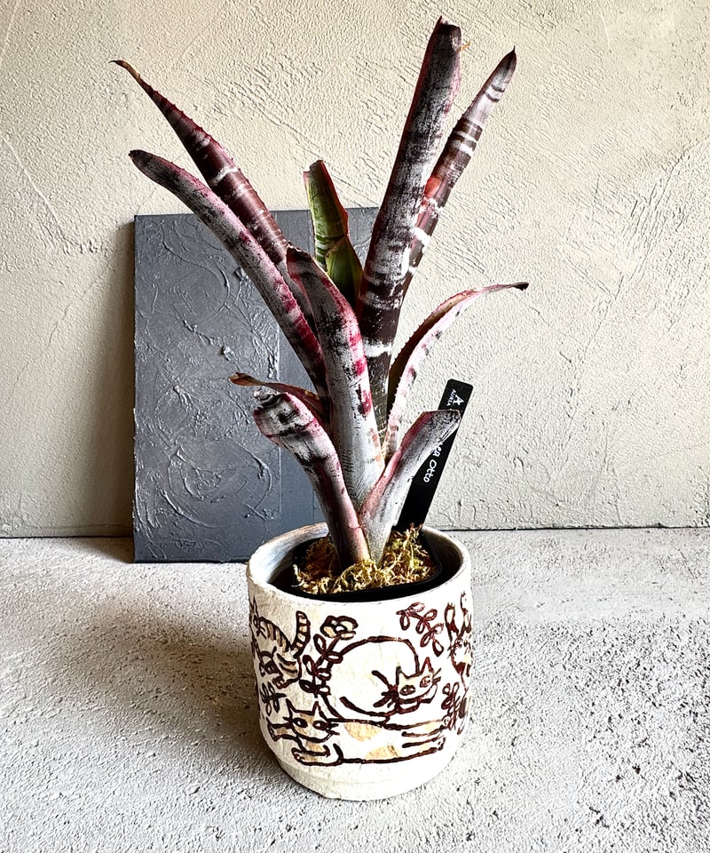 AUREA Botanical Collection