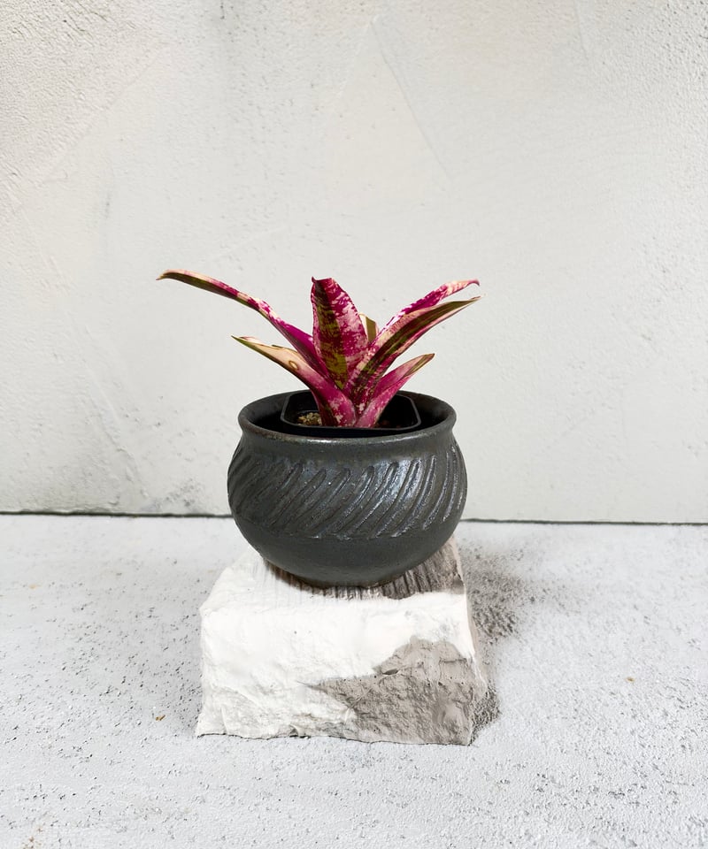 AUREA Botanical Collection