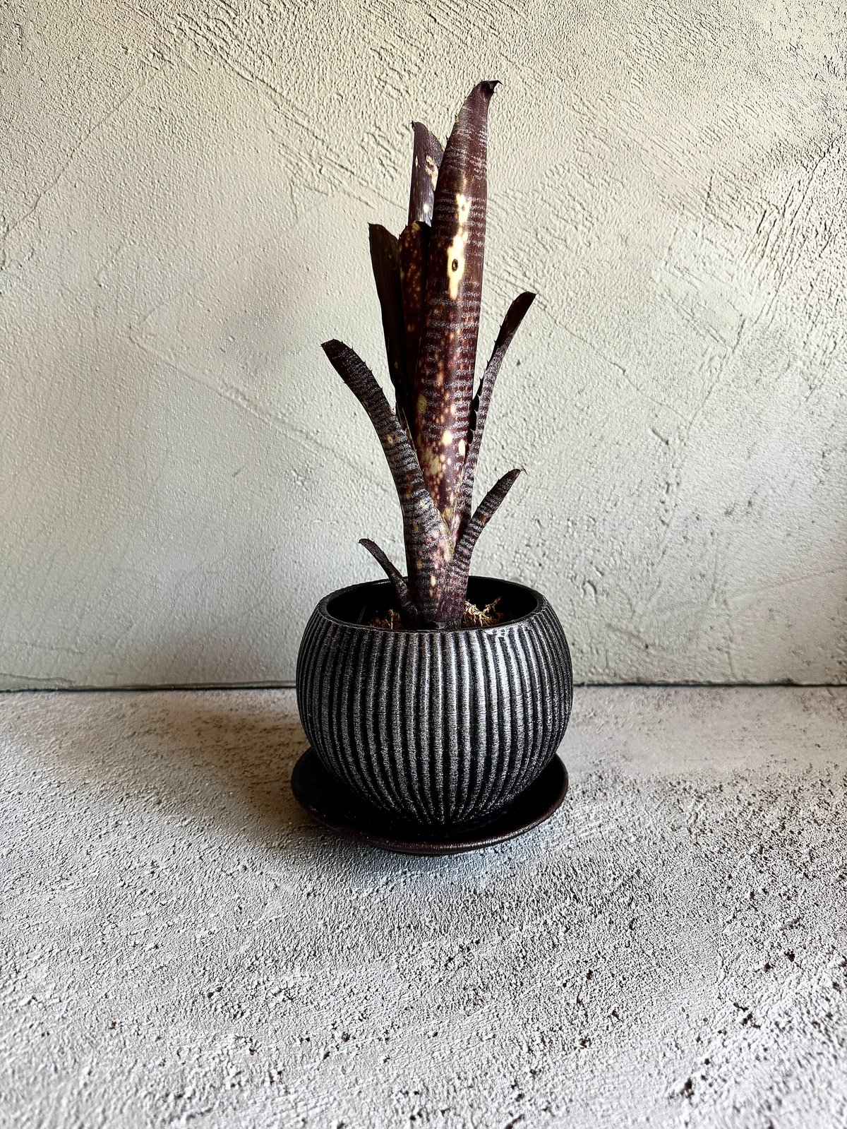 Billbergia Talbot Dust | AUREA Botanical Collec