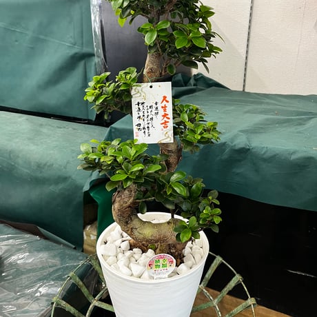 ガジュマル | STORES