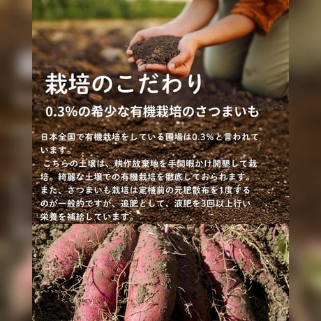 長崎五島列島産  有機紫芋100％