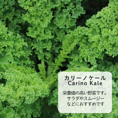【農園直送】朝採り夏の収穫セット　※税込・送料込