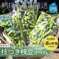 【農園直送】朝採り枝つき枝豆900g　※税込・送料込