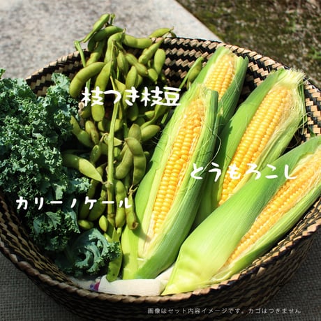 【農園直送】朝採り夏の収穫セット　※税込・送料込