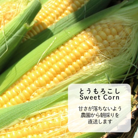 【農園直送】朝採り夏の収穫セット　※税込・送料込