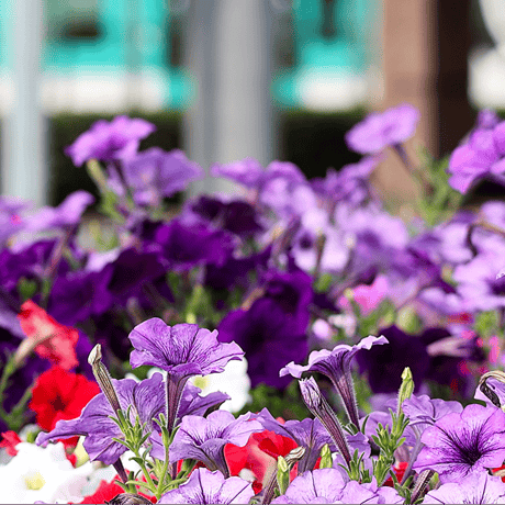 Johnny　ペチュニア5点セット Johnny ペチュニア5点セット Petunia Seeds | Johnny's Selected Seeds