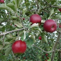 りんご（紅玉）９㎏１箱