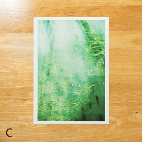 Equivalent Surface | A4プリント