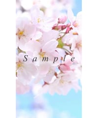 『桜、ふわり』