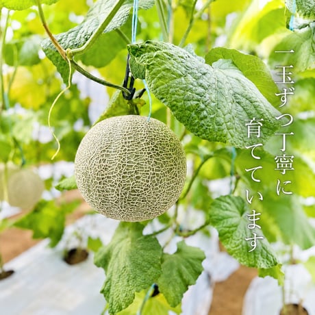 高糖度メロン｜輝北おり姫メロン 1玉 約2kg｜星空のきれいな街鹿児島県輝北から