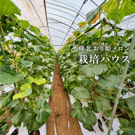 高糖度メロン｜輝北おり姫メロン 1玉 約2kg｜星空のきれいな街鹿児島県輝北から