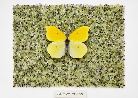 《黄蝶の庭》