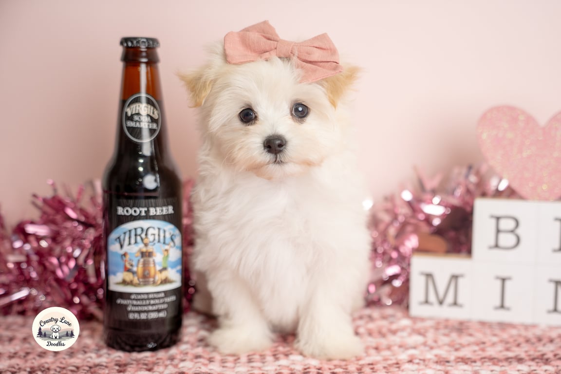 Goldendoodle puppy with pink bow posing with root beer bottle
