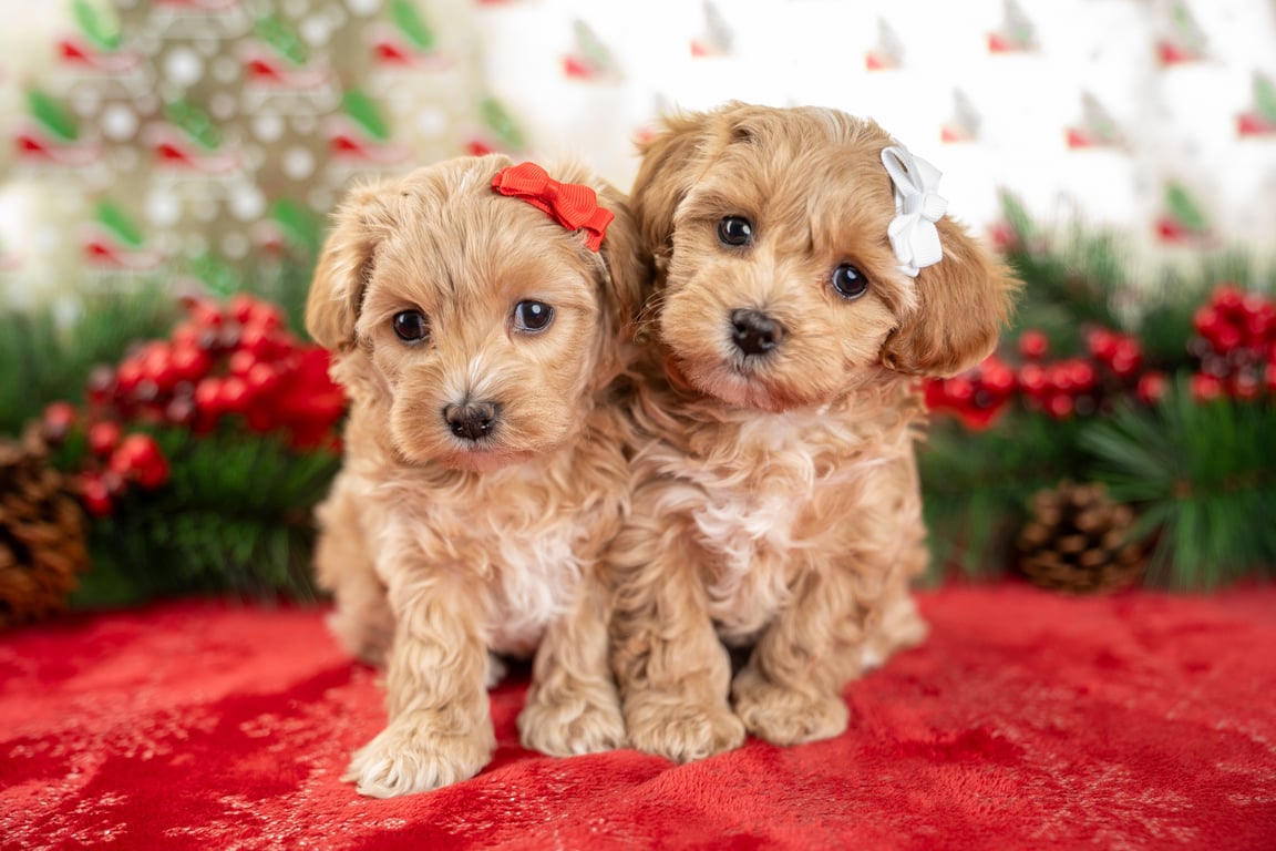 White Goldendoodle puppy with blue flower in winter scene