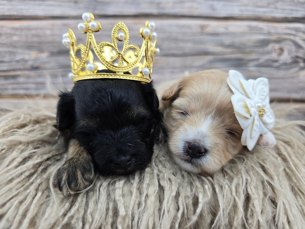 Two puppies sleeping with gold crown and white flower