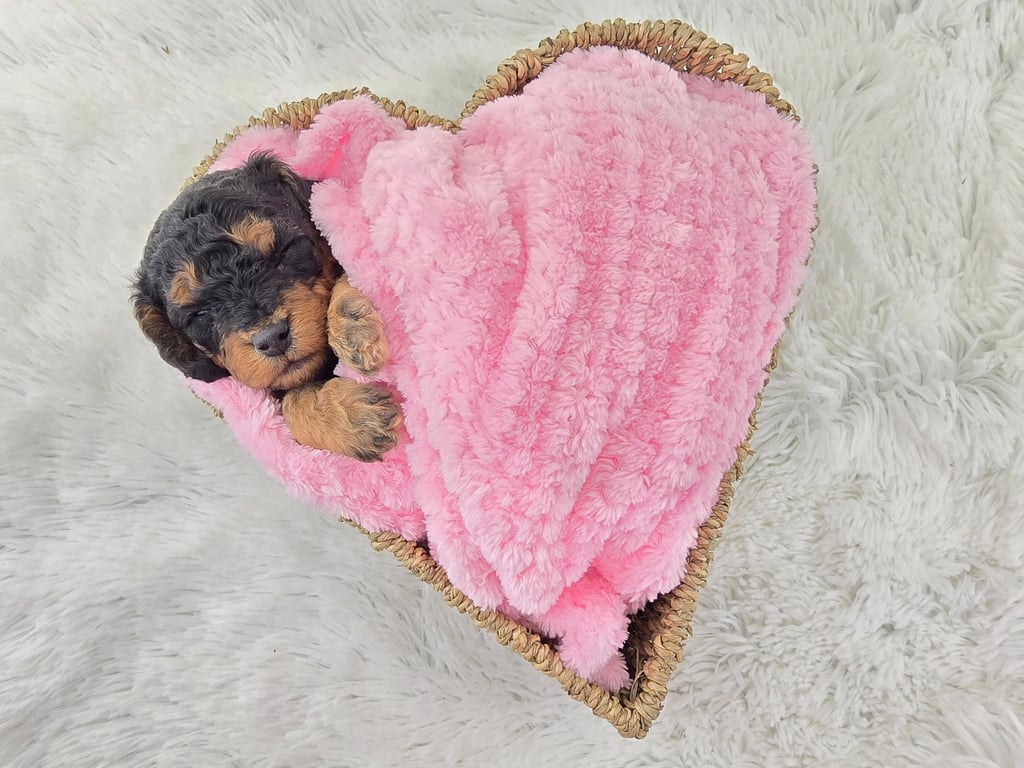 Three puppies cuddled in a fluffy white basket
