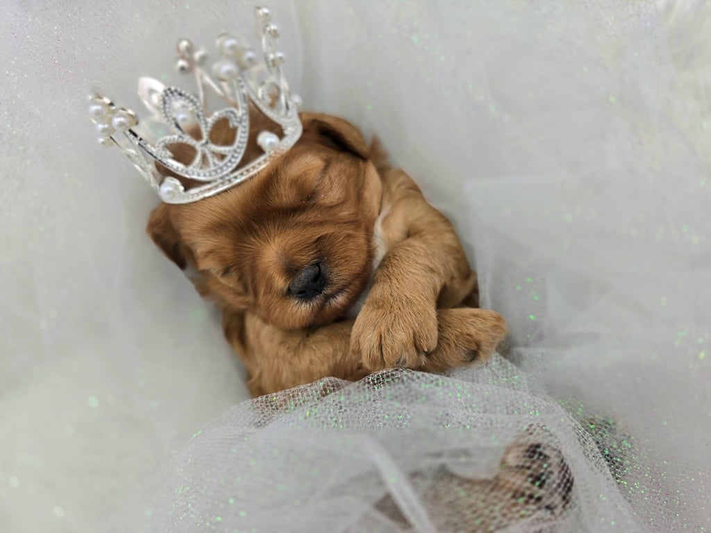 Two Goldendoodle puppies with red and white bows at Christmas