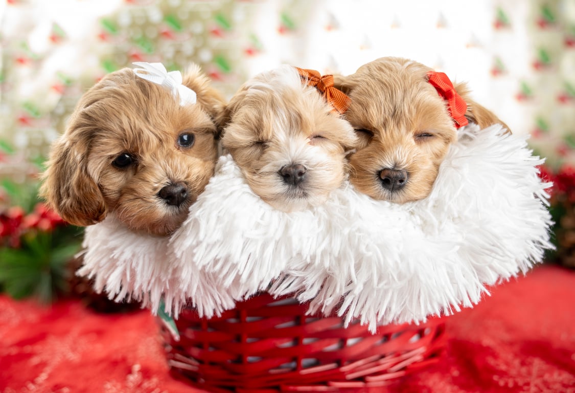 Four Goldendoodle puppies sleeping cuddled together