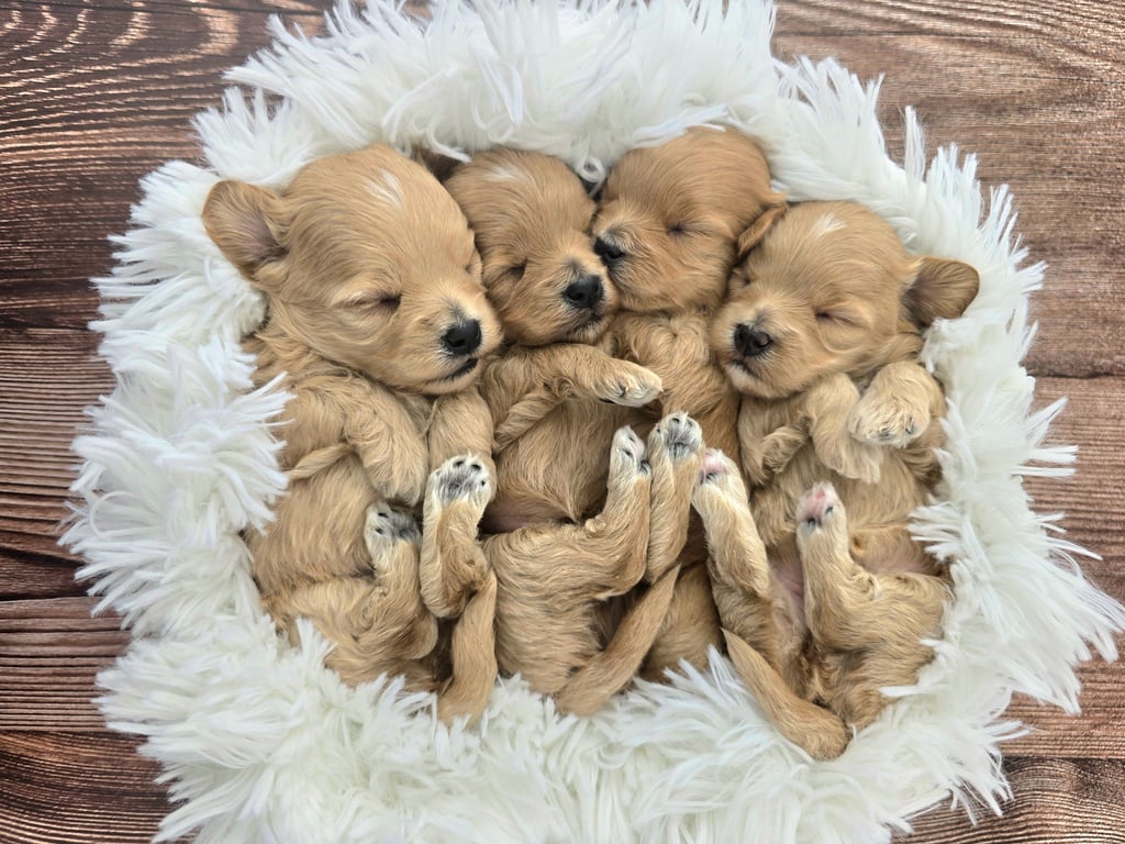 Newborn doodle puppy wrapped in a cozy blanket with flower