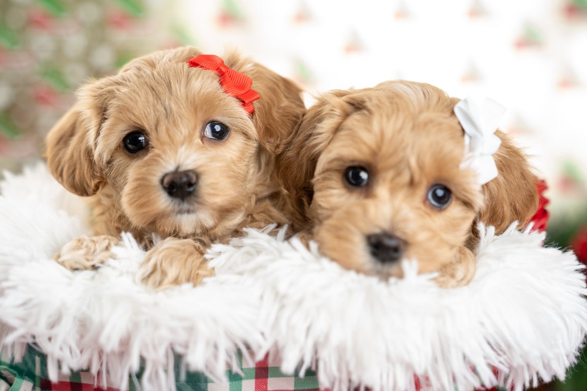 Three Goldendoodle puppies in a red Christmas basket