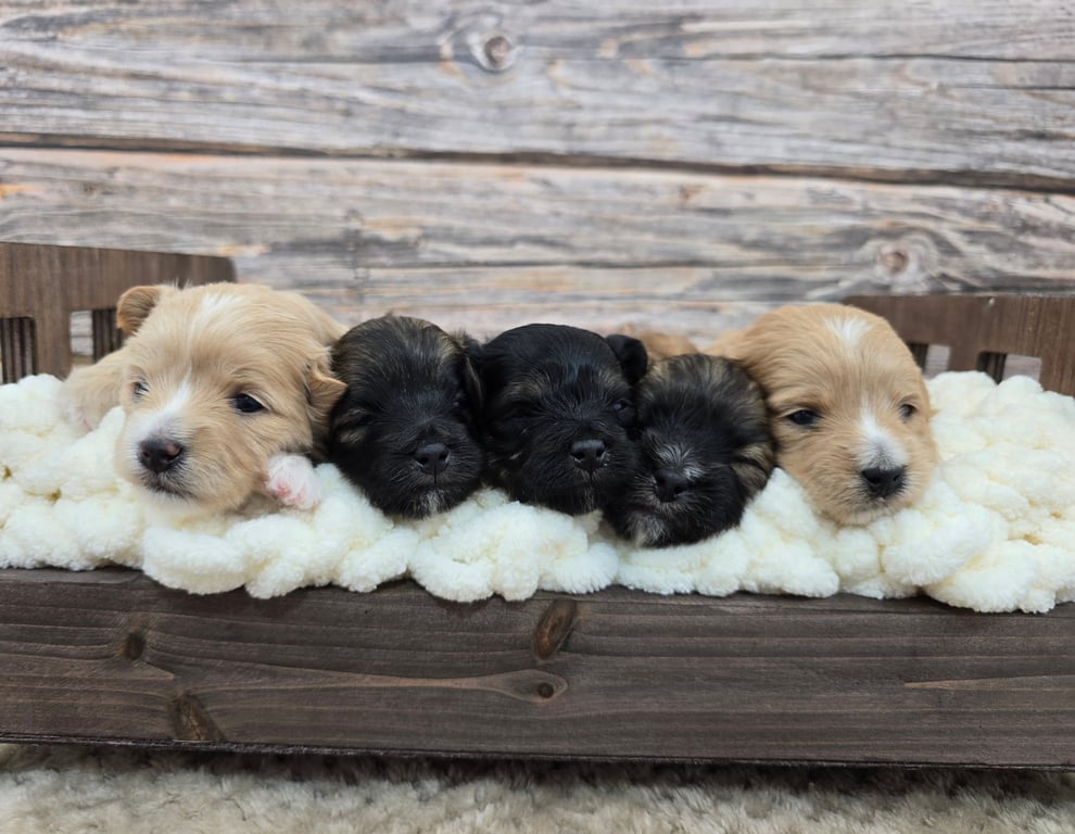 Four puppies lined up in a rustic wooden crate